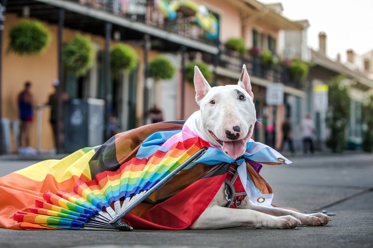 Celebrating Pride and LGBTQ+ Cultural History in New Orleans